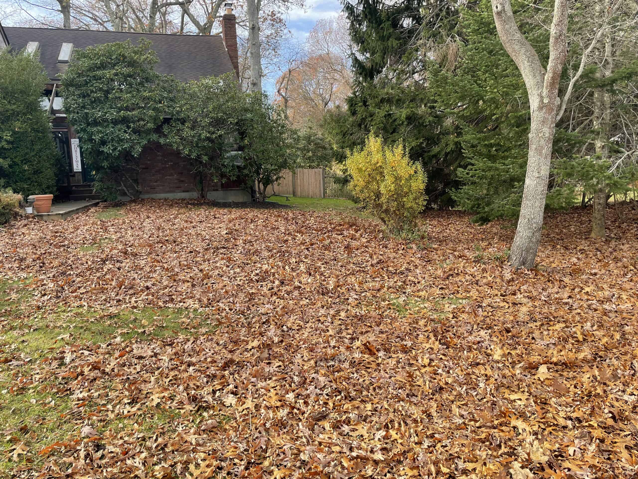 a lawn covered by orange and brown leaves with a house in the background 